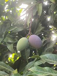 Image result for Mangifera indica