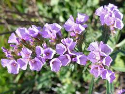 Image result for Limonium sinuatum