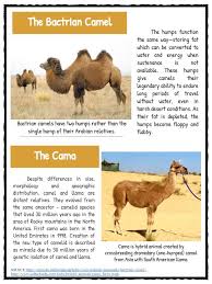 Camel with one hump with 9 letters. 13 Diorama Project Ideas Diorama Desert Animals Desert Diorama