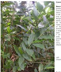 Image result for Pycnostachys ruandensis