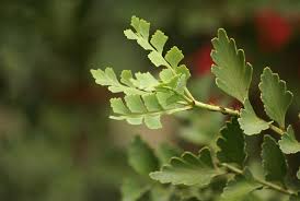 Image result for Phyllocladus trichomanoides