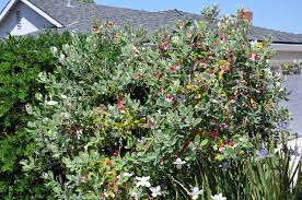 Image result for Feijoa sellowiana