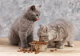 Sekiranya keadaan menuntutnya, ia adalah cara terbaik untuk. Resep Formula Mudah Buatan Sendiri Untuk Anak Kucing 2021