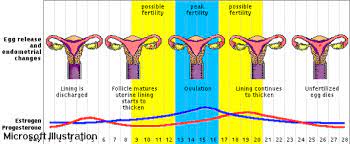 Esquema fases del ciclo menstrual. Encuentra Aqui Informacion De Ciclo Menstrual Para Tu Escuela Entra Ya Rincon Del Vago