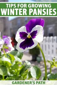 Violas will flower over a long period of time, if you deadhead spent blooms regularly. Tips For Growing Winter Pansies Viola Hiemalis Gardener S Path