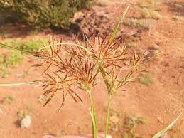 Image result for Cyperus latifolius