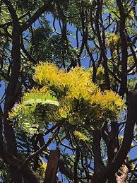 Image result for Hermannia floribunda