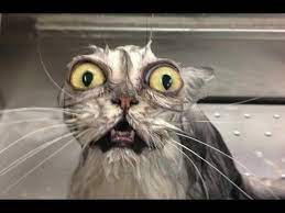 See more ideas about animals, smiling animals, cute animals. If These Animals Won T Make You Smile Nothing Will Funny And Cute Compilation Watch And Laugh Youtube