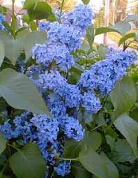 Paghat S Garden Syringa Vulgaris Light Blue Lilac Tree Lilac Bushes Lilac Flowers
