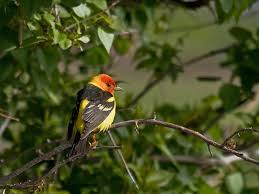 Backyard Birds Of Western Washington Birds And Bird Watching In The Pacific Northwest Oregon Washington California Idaho Birder And Birding Guide Bird Watching Backyard Birds Birder