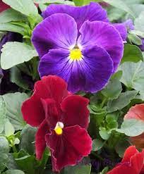 Pansies Pansies Beautiful Flowers Flowers