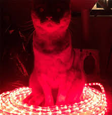 50 Pics Proving That Cats Are Actually Demons Bored Panda
