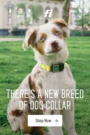 Fi Smart Dog Collar The Collar That Never Stops Tracking Your Dog Gps Tracking Activity Monitoring And Unma Cute Dogs Puppies And Kitties Cute Baby Animals