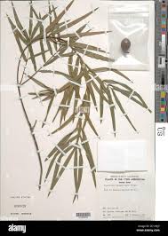 Image result for Afrocarpus usambarensis