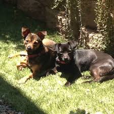Maybe you would like to learn more about one of these? Animal People Br Chad Michaels San Diego Humane Society