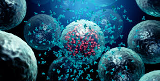 An employee works at the stabilitech laboratory in burgess hill south east england, on may 15, 2020 where scientists are trying to develop an oral. How Our Immune System Works To Fight Viruses Biomerieux Connection