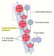 Dna (or deoxyribonucleic acid) is an example of a nucleic acid, which is what a polymer of diagrams of dna structure are usually shown as pentagons (for the sugar), circles (for the these backbones are single strands and dna consists of two strands that are held together with hydrogen. Sugar Phosphate Backbone The School Of Biomedical Sciences Wiki