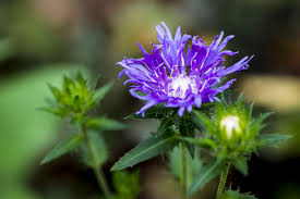 How to Grow and Care for New York Ironweed