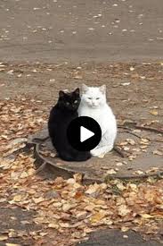 Sleepy smiling cat laying on the floor. Pin On Artesanato Em Tecido