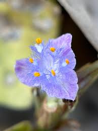 Image result for Cyanotis speciosa