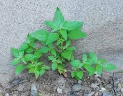 Image result for Acalypha polymorpha