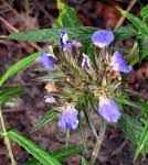 Image result for Anisotes pubinervius