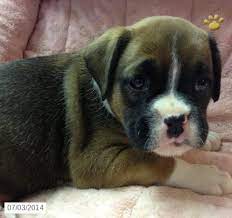 Boxer brindle boxer, great puppy we just can not give him the attention he deserves. Roxy Too Boxer Puppy For Sale In Conowingo Md Boxer Puppies For Sale Boxer Puppies Boxer Puppy
