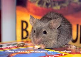 What Diseases Do Mice Rodents Carry Rodent Diseases