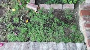 Bag of shade seed mix and landscaping staples, no fertilizer, to cover approximately 500 square feet of dirt and sparse weeds. Bird Netting For Grass Seeds Youtube