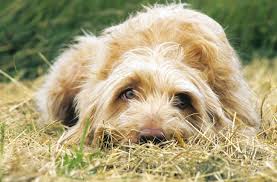 Will be ready to leave 4th august. Wirehaired Vizsla Breed Information