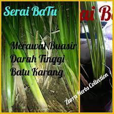 Danila goes to his older brother to start a new life in petersburg. Khasiat Serai Kayu