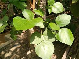 Gambar gambar daun cangkring paling keren. Jual Daun Dadap Serep Di Lapak Dapur Sehat Dan Alami Bukalapak