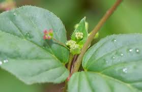 Image result for Boerhavia diffusa