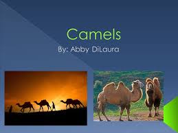 Instead, these odd protrusions are mounds of fat — allowing the gangly beast to. A Camel Is An Even Toed Ungulate Within The Genus Camelus There Are Two Species Of Camels The Dromedary Or Arabian Camel Has One Hump The Bactrian Ppt Download