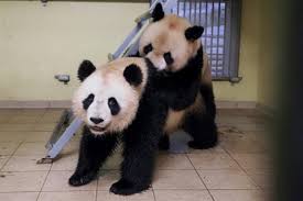 August 2, 2021 by archyde. Zoo De Beauval Le Panda Huan Huan Attend Bien Un Nouveau Petit Le Courrier Du Vietnam