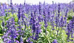 Isopul Planta Medicinala Straveche