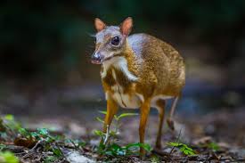 Due to their small size, chevrotains are preyed upon by many different animals. Java Mouse Deer Facts Critterfacts