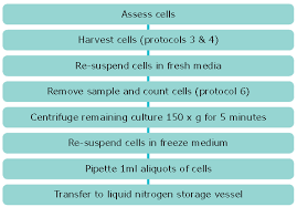Preservation of animal cell lines. Cryopreservation Of Cell Lines