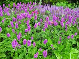 If you want to add color to your garden, there are many plant options that will add brilliant and vivid hues to your a beautiful shrub that produces beautiful purple flowers is the butterfly bush. 62 Types Of Purple Flowers With Pictures Flower Glossary