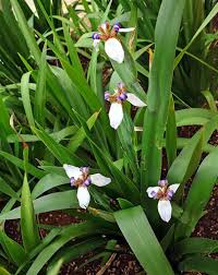 Image result for Neomarica northiana