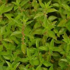 Image result for Pouzolzia mixta