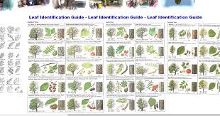 oak bark identification chart bestfxtradingplatform com