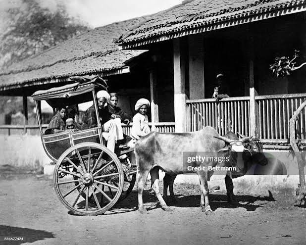 This image shows an Ekka, bullock cart in Bombay, India. ca. 1920s. News Photo - Getty Images