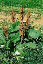 Rumex Alpinus Media Database Medicinal Plants Plants Outdoor