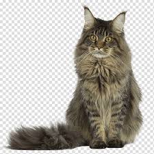 They do look very similar, and some experts even believe that maine coons may be descended from norwegian forest cats many generations ago. Cat Maine Coon Persian Cat Siberian Cat Exotic Shorthair Norwegian Forest Cat British Shorthair Cat Breed Transparent Background Png Clipart Hiclipart