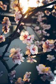 See more ideas about cute wallpapers, iphone wallpaper, iphone background. 35 Stunning Iphone Wallpaper Backgrounds For 2019 Mobile Phone Wallpaper Cute Wallpaper Quoto Wallpaper Imtopic