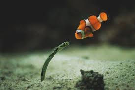 Pin By Maria Antonietta Fine On Underwater Wonders Clown Fish Ocean Creatures Ocean Animals