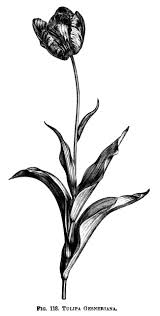 Vintage Botanical Black And White Botanical Prints Tulips Free Vintage Clip Art Botanical Illustration Black And White Clip Art Vintage Tulips Art