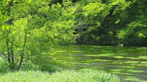 Large collection of the best river gif gifs. Funny Gifs River Gif Vsgif Com
