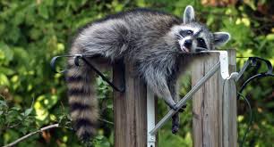 Now that you know how to prevent raccoons from coming near your deck, it's going to be crucial to think about what to. Raccoon Waste Removal Sgt Poopers